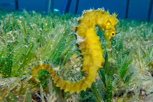 Hippocampus Cavalo Marinho Mar Vermelho Colorido Bonito — Fotografia de Stock