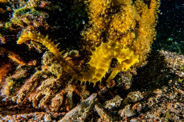 Hippocampus Mořský Koník Rudém Moři Barevné Krásné — Stock fotografie