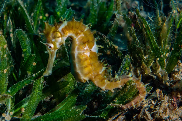 Hippocampus Seepferdchen Roten Meer Bunt Und Schön — Stockfoto