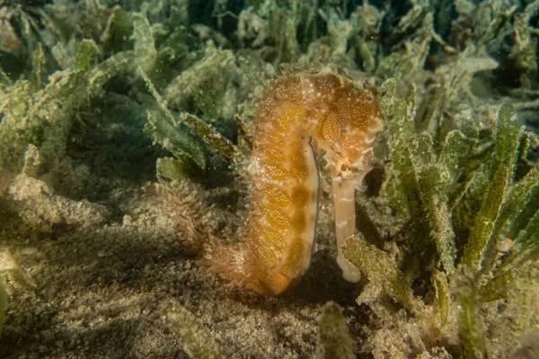 Морський Коник Гіппокампу Червоному Морі Барвистий Красивий — стокове фото