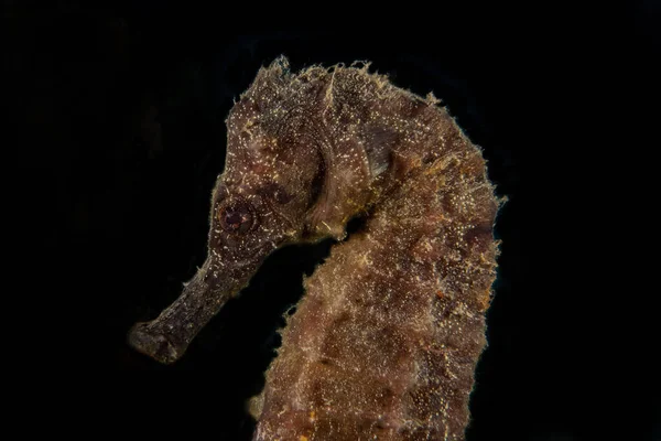 Hipokamp Koń Morski Morzu Czerwonym Kolorowe Piękne — Zdjęcie stockowe