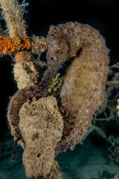 Hippocampus Seepferdchen Roten Meer Bunt Und Schön — Stockfoto