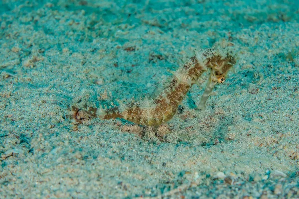 Ippocampo Cavalluccio Marino Nel Mar Rosso Colorato Bello — Foto Stock