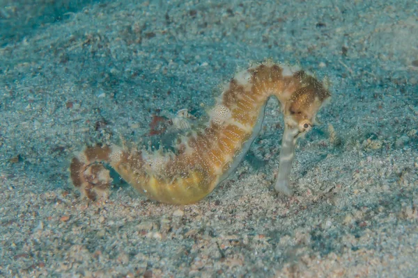 Hippocampus Cavalo Marinho Mar Vermelho Colorido Bonito — Fotografia de Stock