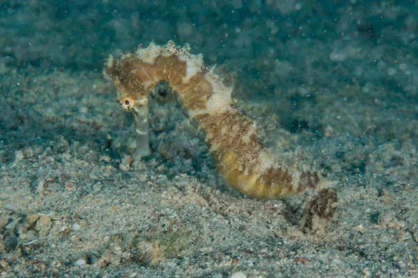 Hippocampus Sea Horse Red Sea Colorful Beautiful — Stock Photo, Image