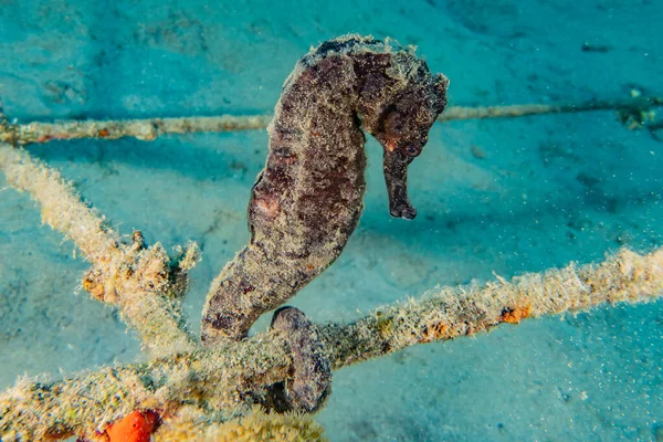 Hippocampus Havshäst Röda Havet Färgglada Och Vackra — Stockfoto