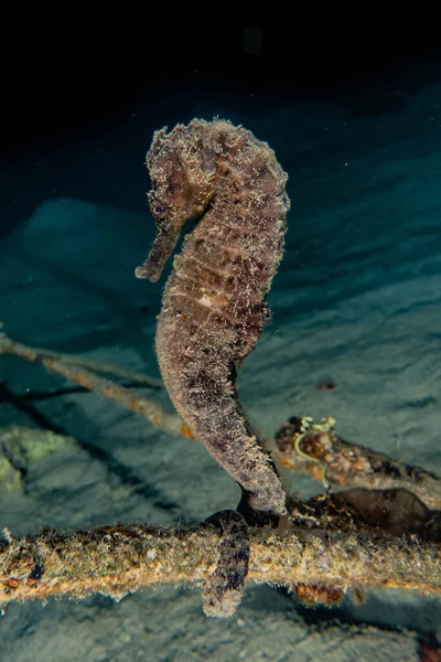 Hippocampus Havshäst Röda Havet Färgglada Och Vackra — Stockfoto