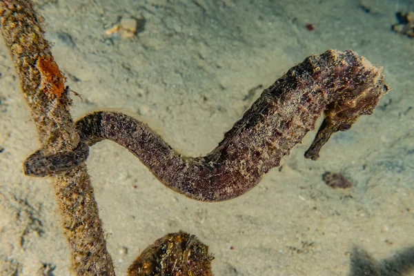 Hippocampus Mořský Koník Rudém Moři Barevné Krásné — Stock fotografie