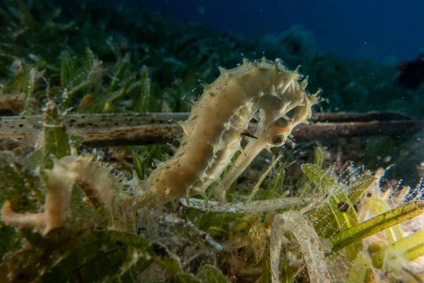 Kızıl Deniz 'de hipokampüs atı Renkli ve güzel