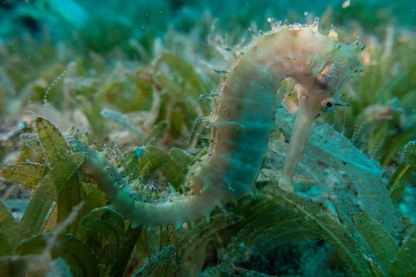 Hippocampus Cavalo Marinho Mar Vermelho Colorido Bonito — Fotografia de Stock