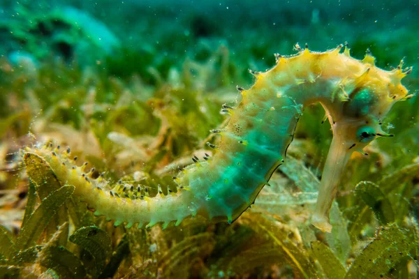Hippocampus Sea horse in the Red Sea Colorful and beautiful