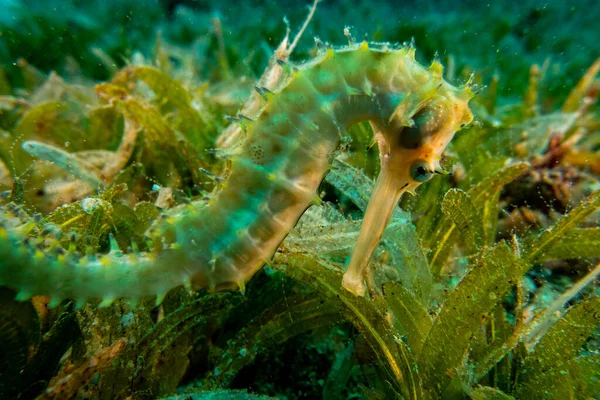 Hippocampus Tengeri Vörös Tengeren Színes Gyönyörű — Stock Fotó