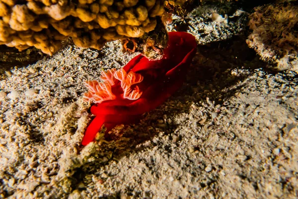 Ślimak Morski Morzu Czerwonym Kolorowe Piękne — Zdjęcie stockowe