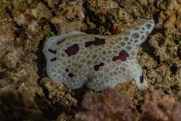 Sea Slug Red Sea Colorful Beautiful — Stock Photo, Image