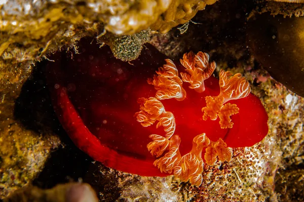 Babosa Mar Mar Rojo Colorido Hermoso — Foto de Stock