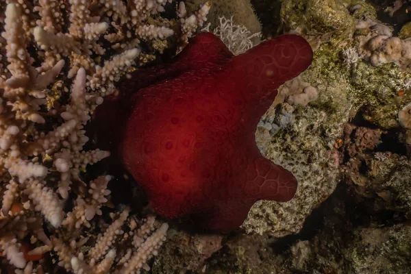 Ślimak Morski Morzu Czerwonym Kolorowe Piękne — Zdjęcie stockowe