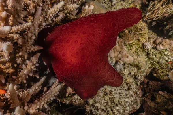 红海中的海蛞蝓五彩斑斓 — 图库照片
