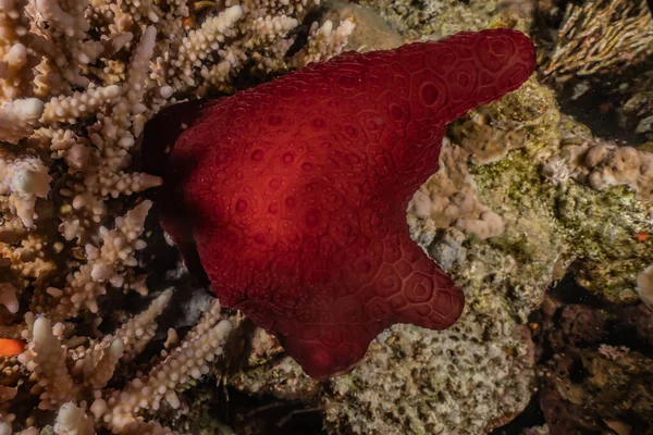 紅海での海のナメクジカラフルで美しい — ストック写真