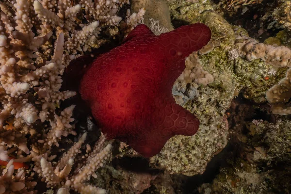 다채롭고 아름다운 홍해에 민달팽이 — 스톡 사진