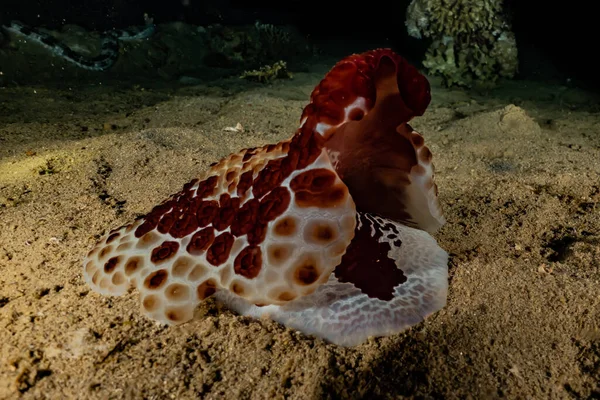 红海中的海蛞蝓五彩斑斓 — 图库照片