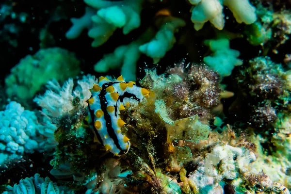 Sea Slug Red Sea Colorful Beautiful — Stock Photo, Image