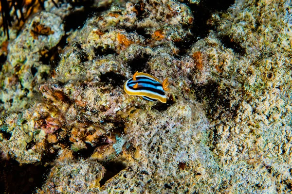 Sea Slug Red Sea Colorful Beautiful — Stock Photo, Image