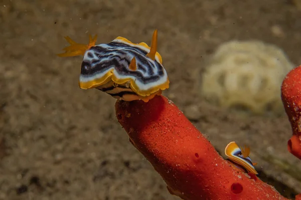 Sea Slug Red Sea Colorful Beautiful Eilat Israel — Stock Photo, Image