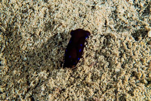 Limace Mer Dans Mer Rouge Coloré Beau Eilat Israël — Photo