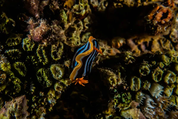 Babosa Del Mar Mar Rojo Colorido Hermoso Eilat Israel —  Fotos de Stock