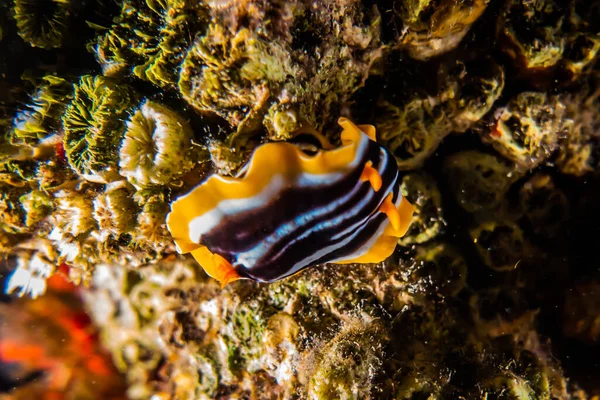 Kızıl Deniz 'deki deniz sümüklüböceği Renkli ve güzel, Eilat Israel