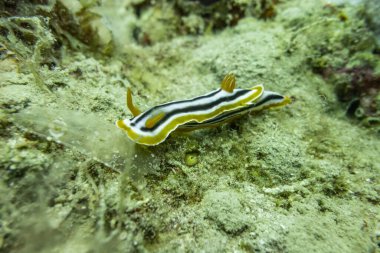 Kızıl Deniz 'deki deniz sümüklüböceği Renkli ve güzel, Eilat Israel