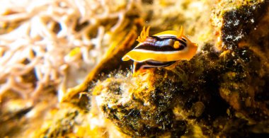 Kızıl Deniz 'deki deniz sümüklüböceği Renkli ve güzel, Eilat Israel