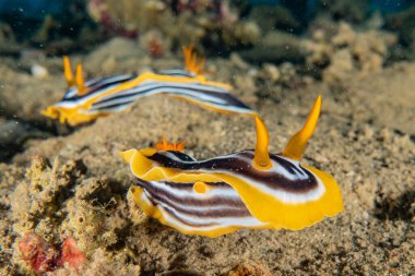 Kızıl Deniz 'deki deniz sümüklüböceği Renkli ve güzel, Eilat Israel