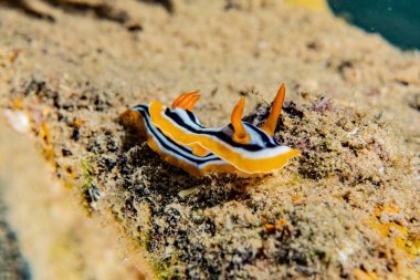 Kızıl Deniz 'deki deniz sümüklüböceği Renkli ve güzel, Eilat Israel