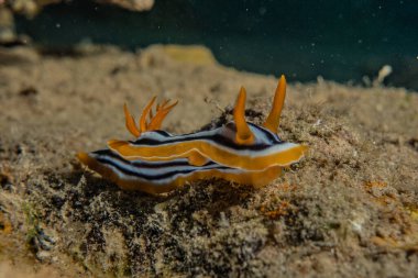 Kızıl Deniz 'deki deniz sümüklüböceği Renkli ve güzel, Eilat Israel