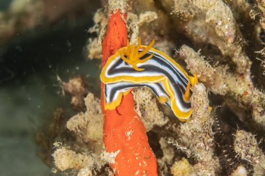 Kızıl Deniz 'deki deniz sümüklüböceği Renkli ve güzel, Eilat Israel