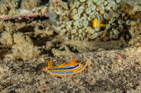 红海中的海蛞蝓色彩艳丽 以色列鳗鱼 — 图库照片