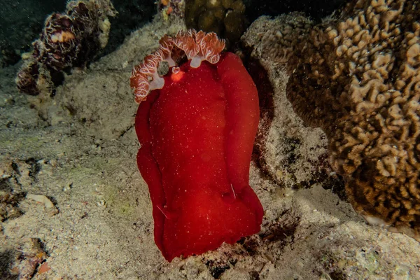 Kızıl Deniz Deki Deniz Sümüklüböceği Renkli Güzel Eilat Israel — Stok fotoğraf