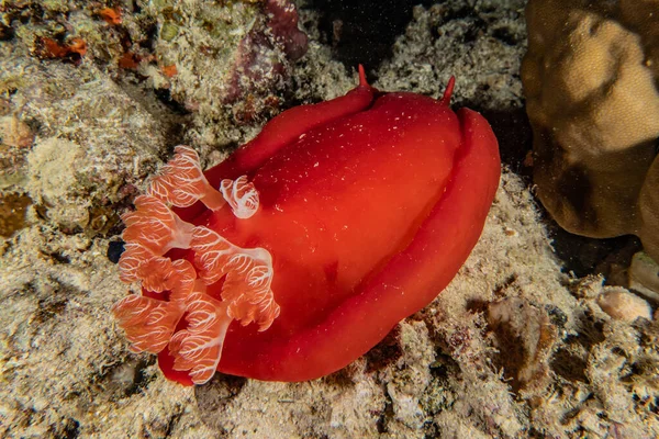 Kızıl Deniz 'deki deniz sümüklüböceği Renkli ve güzel, Eilat Israel