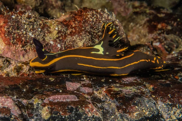 Sea Slug Red Sea Colorful Beautiful Eilat Israel — Stock Photo, Image