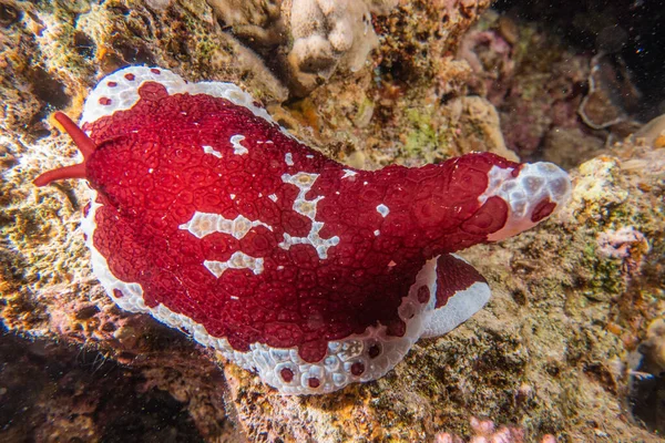 Havssnigel Röda Havet Färgglad Och Vacker Eilat Israel — Stockfoto