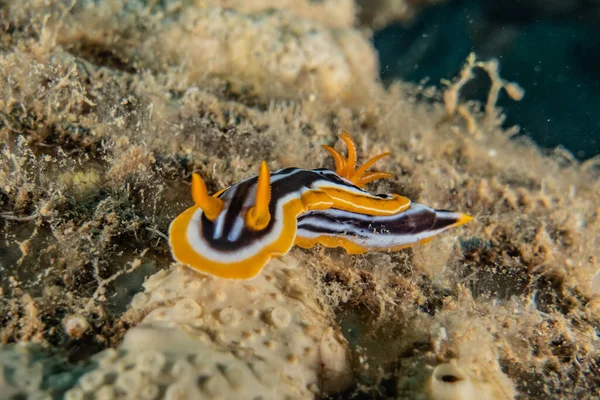 Kızıl Deniz 'deki deniz sümüklüböceği Renkli ve güzel, Eilat Israel