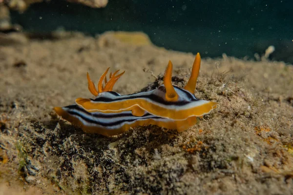 Kızıl Deniz 'deki deniz sümüklüböceği Renkli ve güzel, Eilat Israel