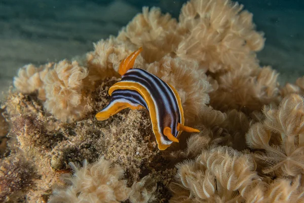 Kızıl Deniz 'deki deniz sümüklüböceği Renkli ve güzel, Eilat Israel