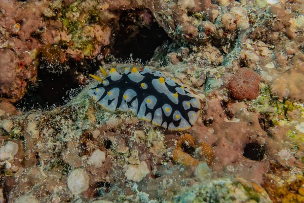 紅海での海のナメクジカラフルで美しい エイラートイスラエル — ストック写真