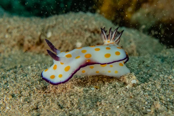 Kızıl Deniz 'deki deniz sümüklüböceği Renkli ve güzel, Eilat Israel