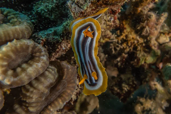 Sea Slug Red Sea Colorful Beautiful Eilat Israel — Stock Photo, Image