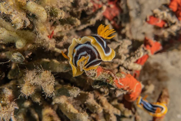 Sea Slug Red Sea Colorful Beautiful Eilat Israel — Stock Photo, Image