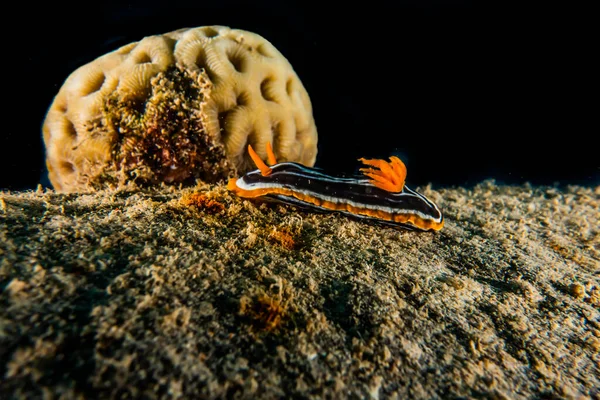 Sea Slug Red Sea Colorful Beautiful Eilat Israel — Stock Photo, Image