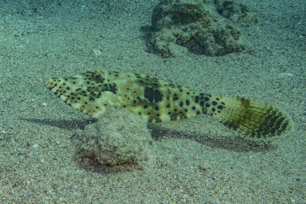 Fish Swim Red Sea Colorful Fish Eilat Israel — Stock Photo, Image